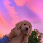 artist image Yagih Mael Mood Slowed / Lofi Mood (Slowed / Lofi) - Single