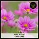 Alex Kovac - Fairy Lake
