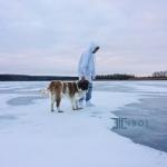 album image Живое Живое - Single