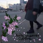 album image 17 Когда зацветёт сирень