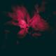 Zubi - can i be honest?