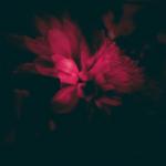 album image forgive me This Chapter